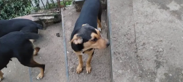 Cachorro ra a SRD-ViraLata idade 7 a 11 meses nome Rambo
