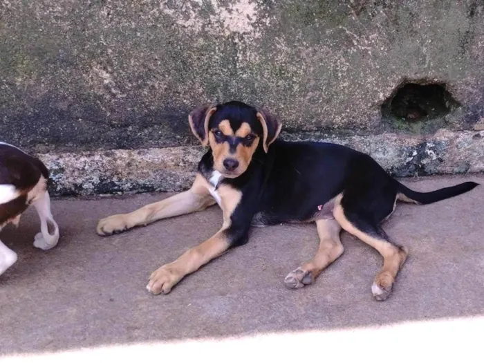 Cachorro ra a SRD-ViraLata idade 7 a 11 meses nome Rambo