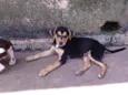 Rambo