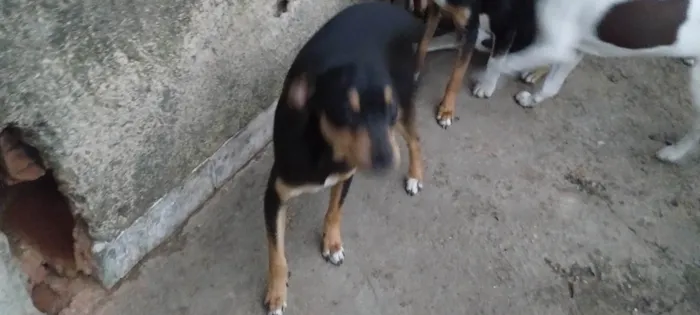 Cachorro ra a SRD-ViraLata idade 7 a 11 meses nome Trevo