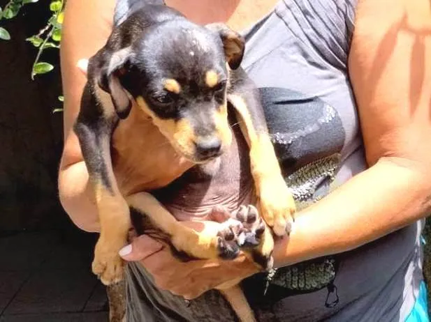 Cachorro ra a SRD-ViraLata idade 7 a 11 meses nome Trevo