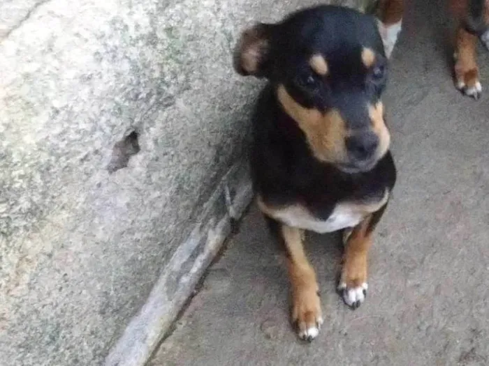Cachorro ra a SRD-ViraLata idade 7 a 11 meses nome Trevo