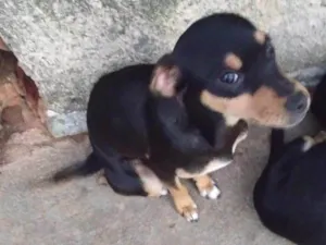 Cachorro raça SRD-ViraLata idade 7 a 11 meses nome Trevo