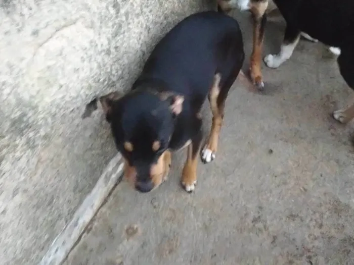 Cachorro ra a SRD-ViraLata idade 7 a 11 meses nome Trevo