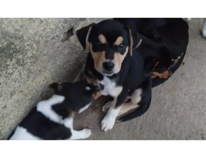 Cachorro ra a SRD-ViraLata idade 2 a 6 meses nome Pistache