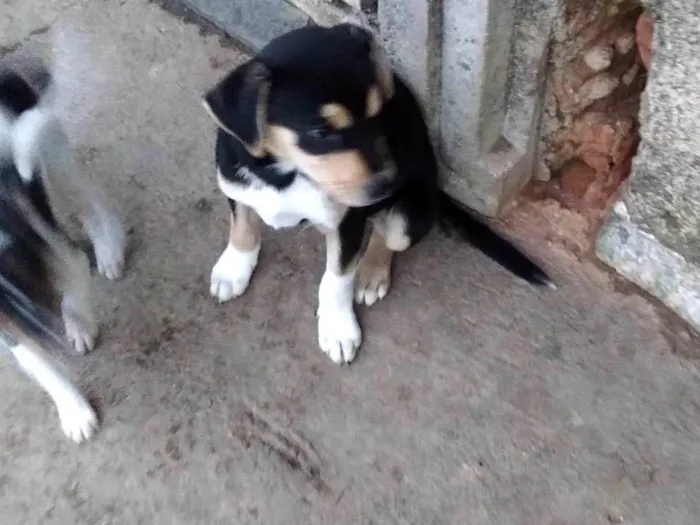 Cachorro ra a SRD-ViraLata idade 2 a 6 meses nome Pistache