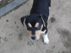 Cachorro raça SRD-ViraLata idade 2 a 6 meses nome Pistache