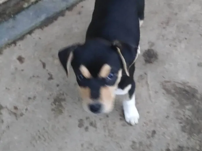 Cachorro ra a SRD-ViraLata idade 2 a 6 meses nome Pistache