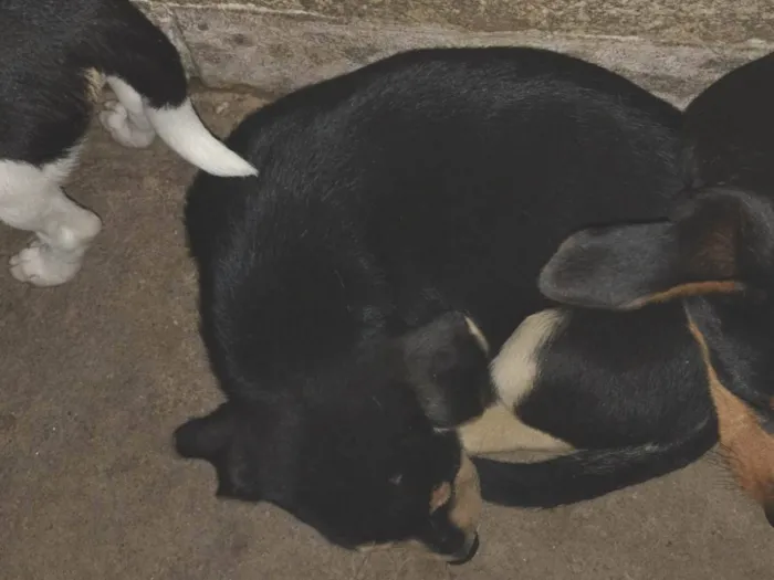 Cachorro ra a SRD-ViraLata idade 2 a 6 meses nome Pistache