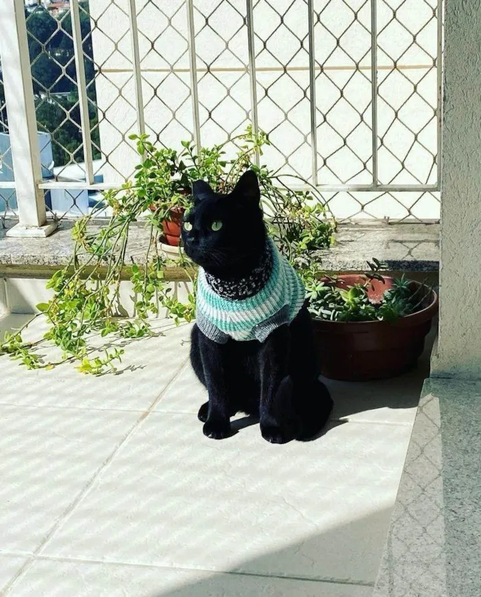 Gato ra a SRD-ViraLata idade 5 anos nome Hórus