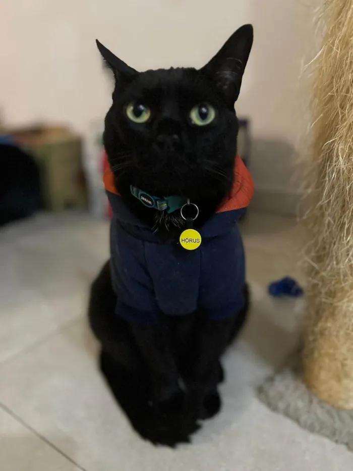 Gato ra a SRD-ViraLata idade 5 anos nome Hórus