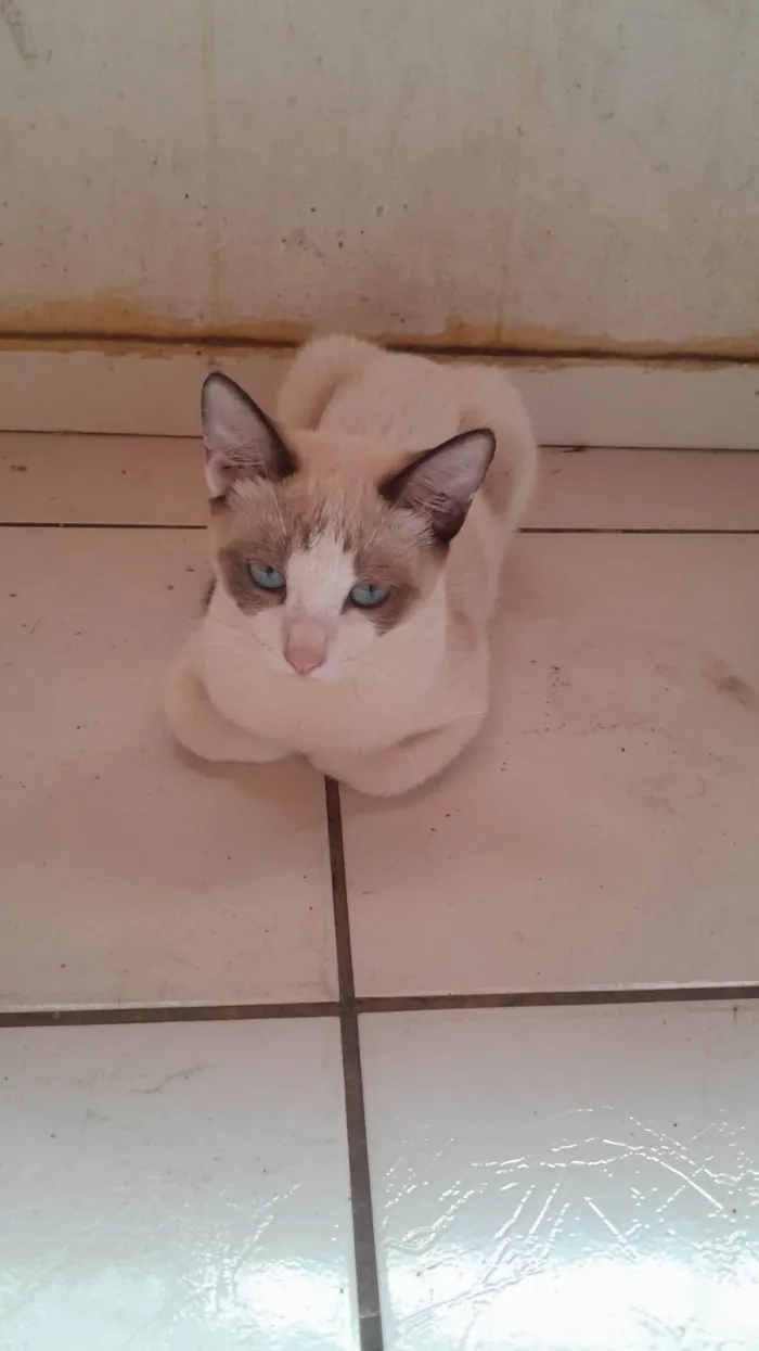 Gato ra a SRD-ViraLata idade 2 a 6 meses nome Lili e os outros dois nao tem nome