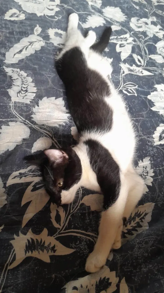 Gato ra a SRD-ViraLata idade 2 a 6 meses nome Lili e os outros dois nao tem nome