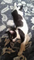 Lili e os outros dois nao tem nome