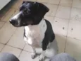 Toby 