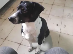 Cachorro raça SRD-ViraLata idade 3 anos nome Toby 