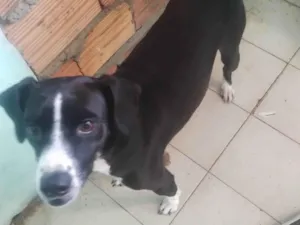 Cachorro raça SRD-ViraLata idade 3 anos nome Pequininha
