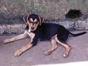 Cachorro raça SRD-ViraLata idade 7 a 11 meses nome Rambo