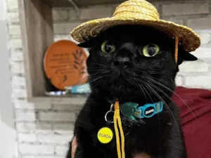 Gato raça SRD-ViraLata idade 5 anos nome Hórus