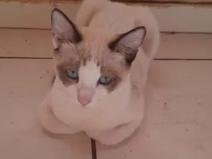 Gato raça SRD-ViraLata idade 2 a 6 meses nome Lili e os outros dois nao tem nome