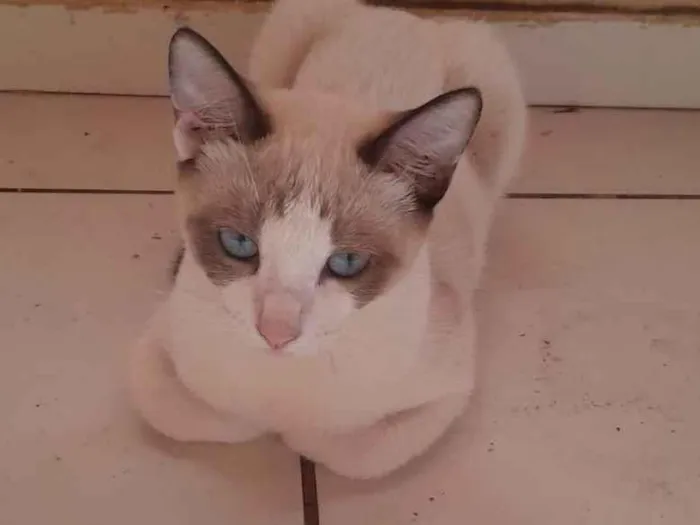 Gato ra a SRD-ViraLata idade 2 a 6 meses nome Lili e os outros dois nao tem nome