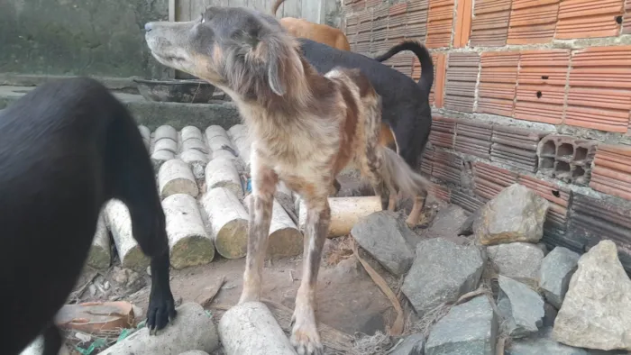 Cachorro ra a SRD-ViraLata idade 1 ano nome Bethovem