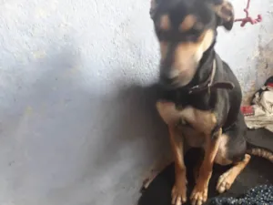 Cachorro raça SRD-ViraLata idade 1 ano nome Toddy