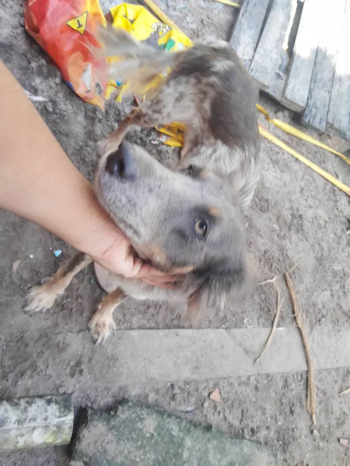Cachorro ra a SRD-ViraLata idade 1 ano nome Bethovem
