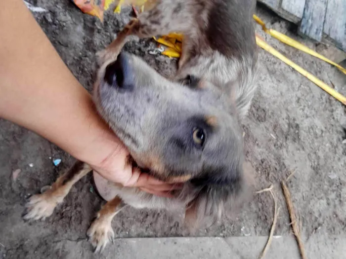 Cachorro ra a SRD-ViraLata idade 1 ano nome Bethovem