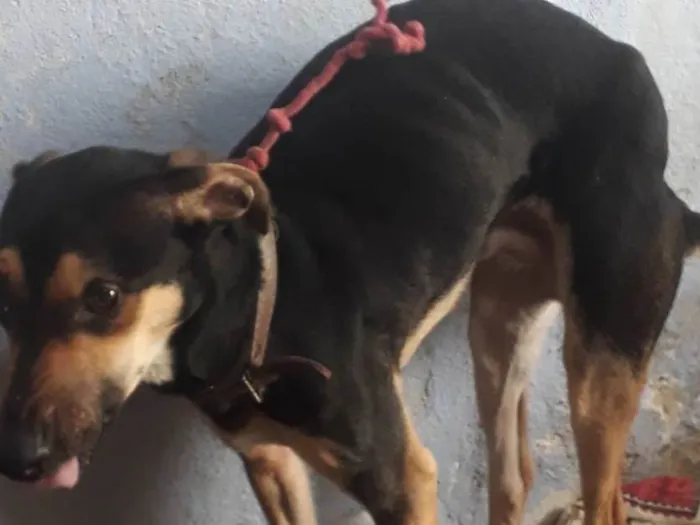 Cachorro ra a SRD-ViraLata idade 1 ano nome Toddy