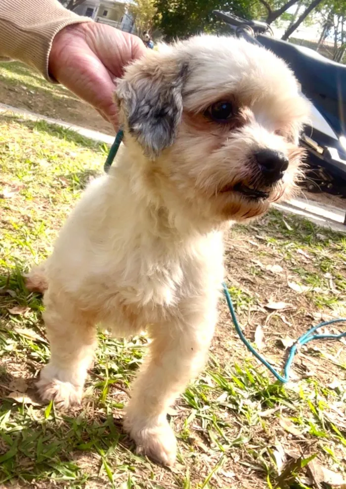 Cachorro ra a Lhasa Apso idade 2 anos nome Nick