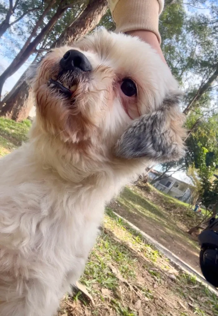 Cachorro ra a Lhasa Apso idade 2 anos nome Nick
