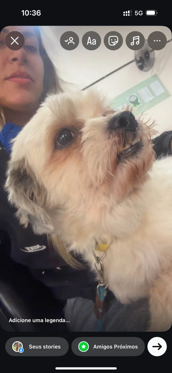Cachorro ra a Lhasa Apso idade 2 anos nome Nick