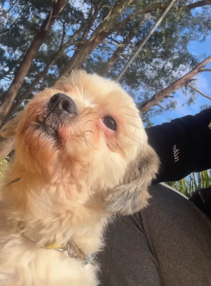 Cachorro ra a Lhasa Apso idade 2 anos nome Nick