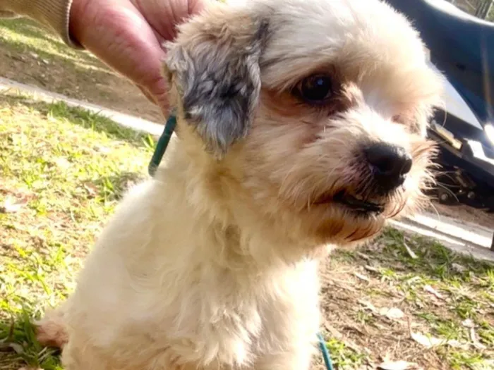Cachorro ra a Lhasa Apso idade 2 anos nome Nick