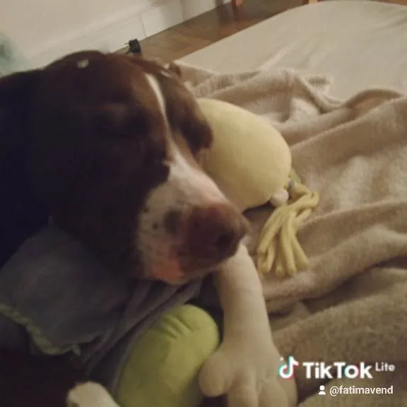 Cachorro ra a Pit-Bull idade 3 anos nome Princesa 