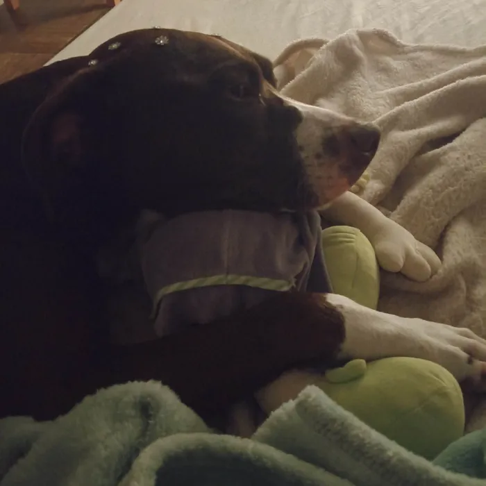 Cachorro ra a Pit-Bull idade 3 anos nome Princesa 