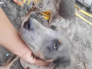 Cachorro raça SRD-ViraLata idade 1 ano nome Bethovem