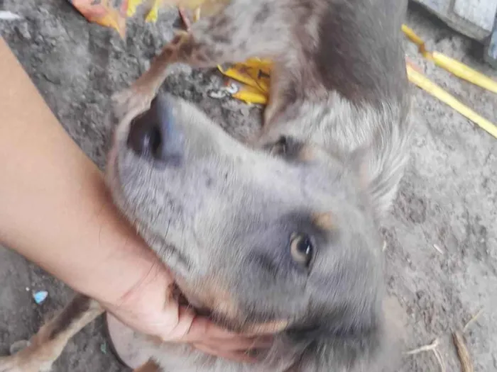 Cachorro ra a SRD-ViraLata idade 1 ano nome Bethovem