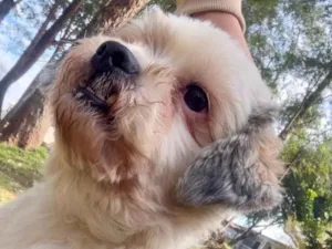 Cachorro raça Lhasa Apso idade 2 anos nome Nick