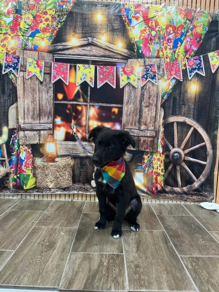 Cachorro ra a SRD-ViraLata idade 2 a 6 meses nome Bob