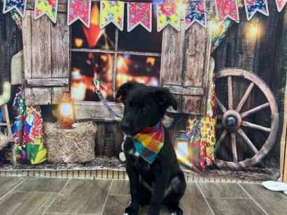Cachorro raça SRD-ViraLata idade 2 a 6 meses nome Bob