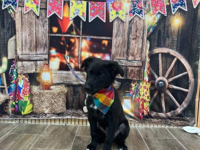 Cachorro ra a SRD-ViraLata idade 2 a 6 meses nome Bob