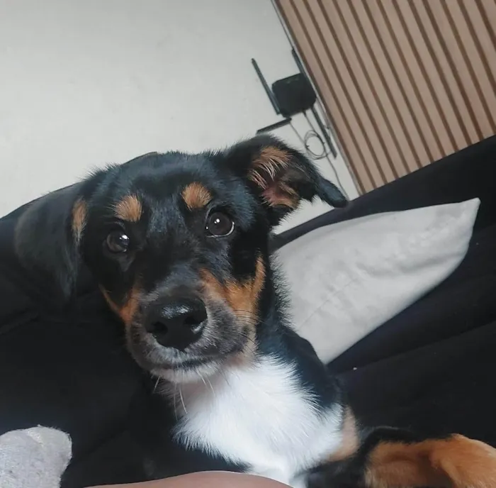 Cachorro ra a SRD-ViraLata idade 1 ano nome THOR