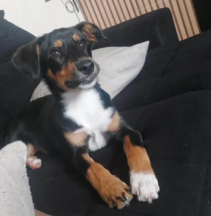 Cachorro ra a SRD-ViraLata idade 1 ano nome THOR
