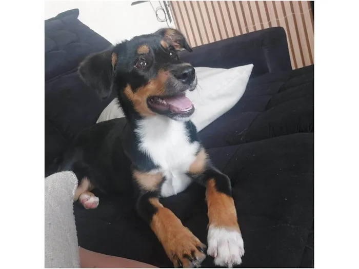Cachorro ra a SRD-ViraLata idade 1 ano nome THOR