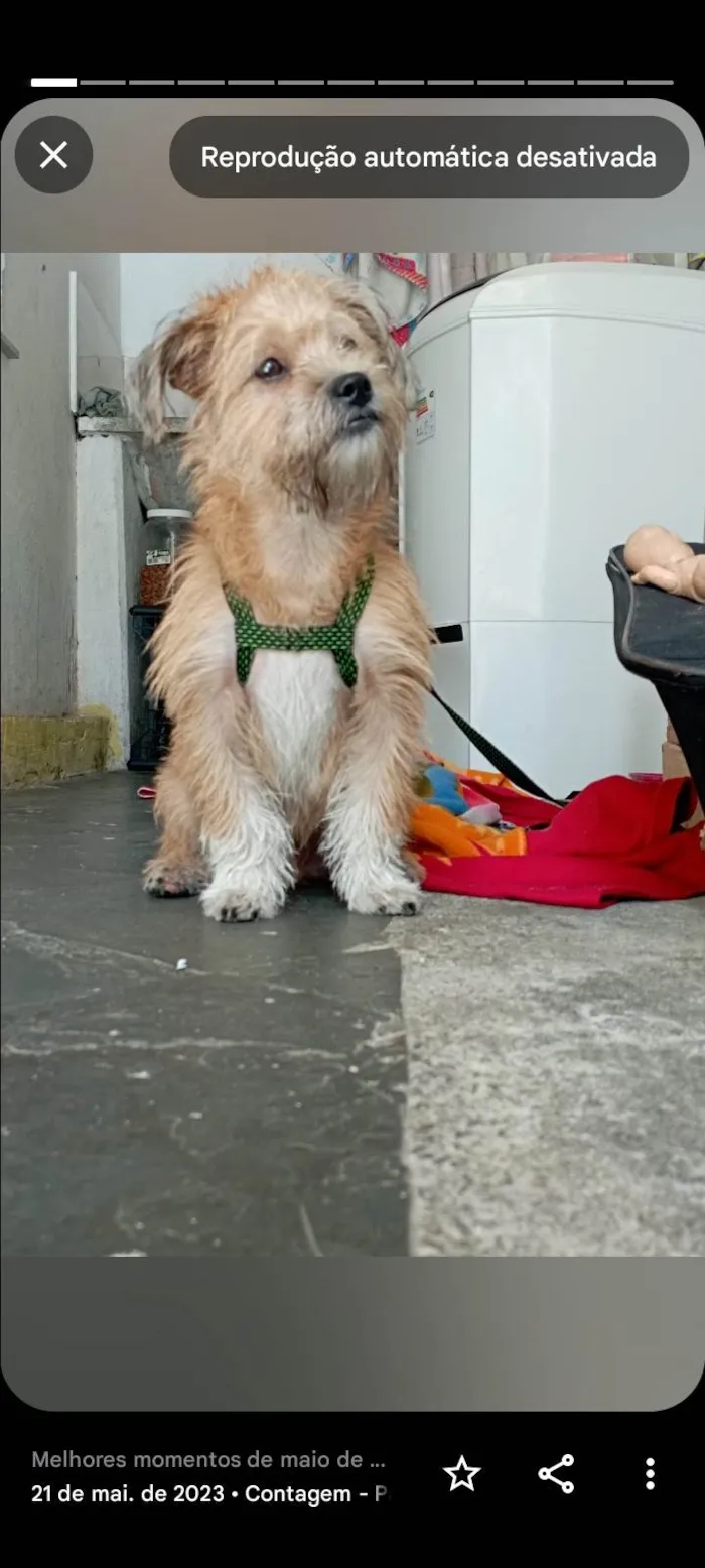 Cachorro ra a Shitzu idade 3 anos nome Reikis