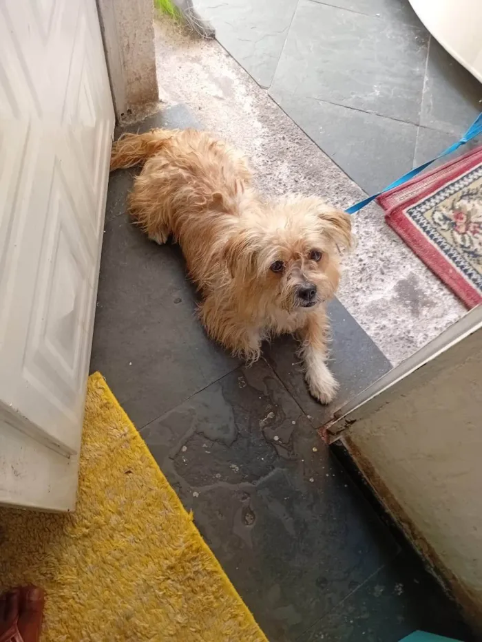 Cachorro ra a Shitzu idade 3 anos nome Reikis