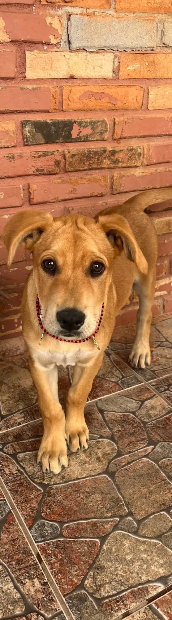 Cachorro ra a SRD-ViraLata idade 7 a 11 meses nome Taz