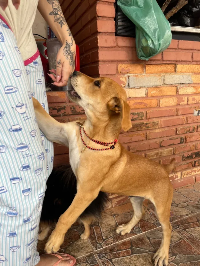 Cachorro ra a SRD-ViraLata idade 7 a 11 meses nome Taz